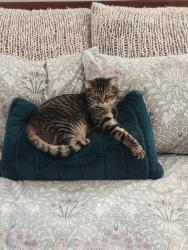 Lost Female Cat last seen Lower Fayetteville, Newnan, GA 30265