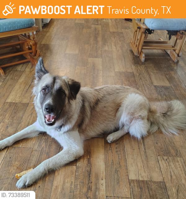 Found/Stray Female Dog last seen Circle k cedar creek, Travis County, TX 78617