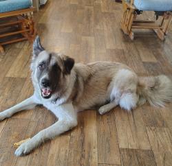 Found/Stray Female Dog last seen Circle k cedar creek, Travis County, TX 78617