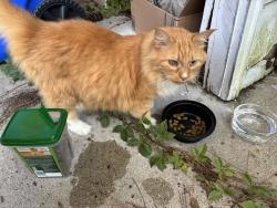 Found/Stray Unknown Cat last seen Westmont Drive and Woodland Drive, Fayetteville, NC 28305