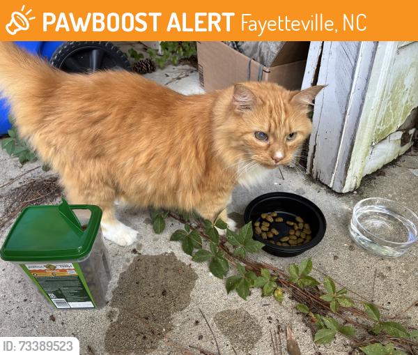 Found/Stray Unknown Cat last seen Westmont Drive and Woodland Drive, Fayetteville, NC 28305