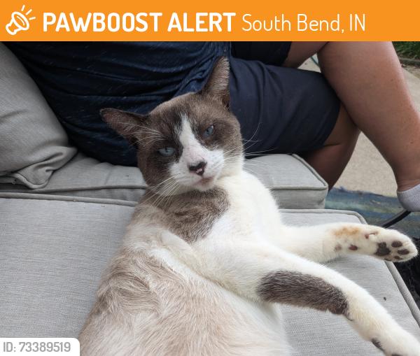 Found/Stray Male Cat last seen Walnut Grove Mutual Housing, South Bend, IN 46615