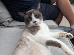 Found/Stray Male Cat last seen Walnut Grove Mutual Housing, South Bend, IN 46615