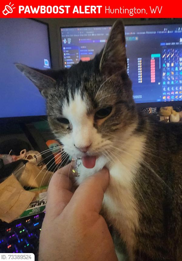 Lost Female Cat last seen 21st St & Norway, Huntington, WV 25703