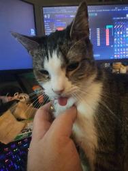 Lost Female Cat last seen 21st St & Norway, Huntington, WV 25703