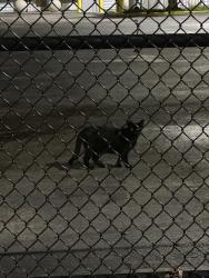 Found/Stray Unknown Cat last seen Grant St E and Semoran, Orlando, FL 32822