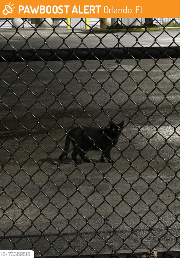 Found/Stray Unknown Cat last seen Grant St E and Semoran, Orlando, FL 32822