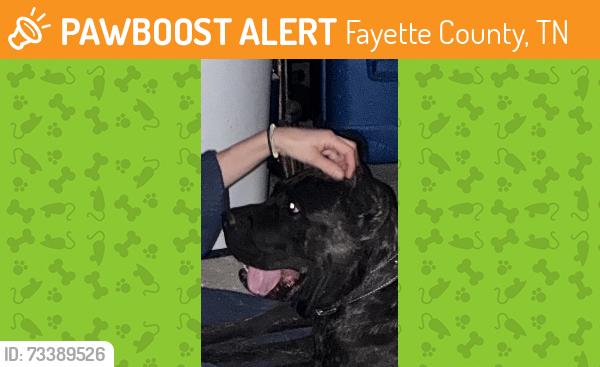 Found/Stray Unknown Dog last seen Fisherville Road in Edenberg, Fayette County, TN 38017