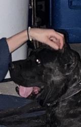 Found/Stray Unknown Dog last seen Fisherville Road in Edenberg, Fayette County, TN 38017