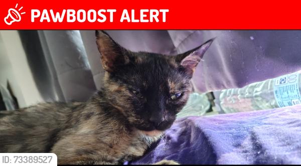 Lost Female Cat last seen Mead green, Greater London, England 