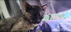 Lost Female Cat last seen Mead green, Greater London, England 