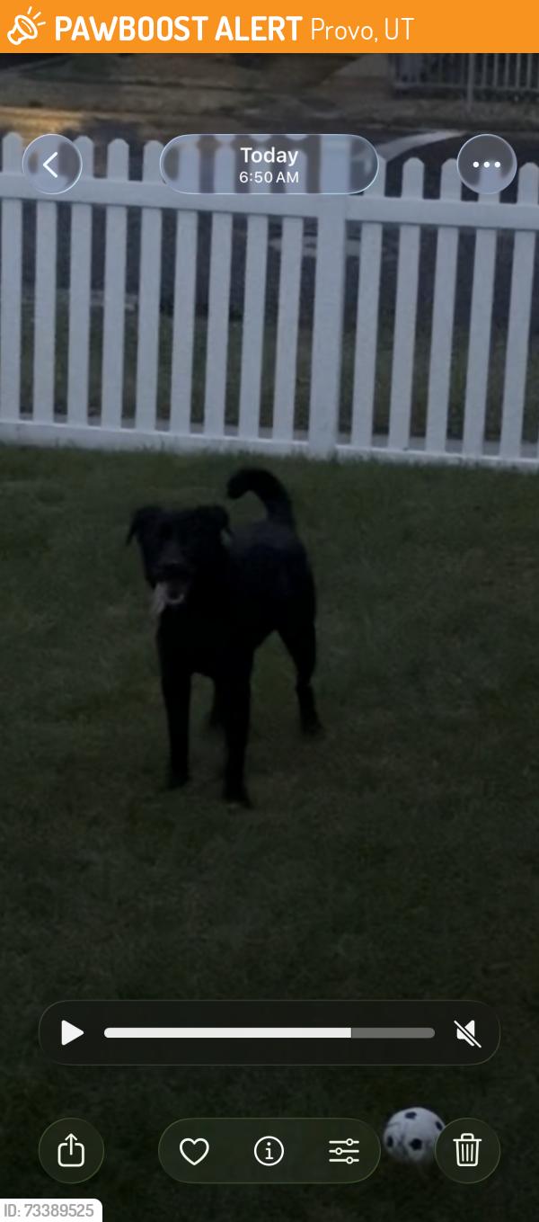 Found/Stray Unknown Dog last seen Near S 400 E, Provo, UT 84601
