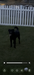 Found/Stray Unknown Dog last seen Near S 400 E, Provo, UT 84601