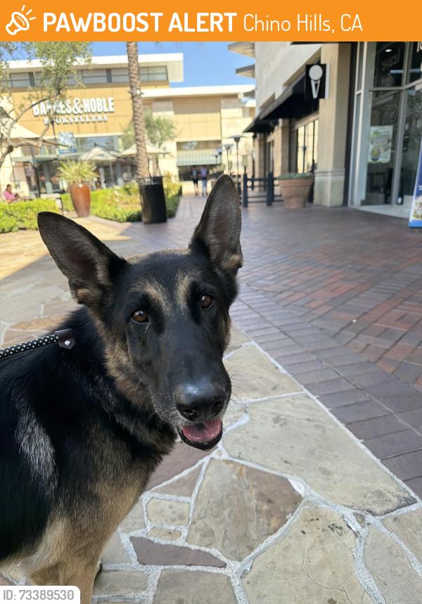 Found/Stray Male Dog last seen Sagebrush south of butterfield, Chino Hills, CA 91709