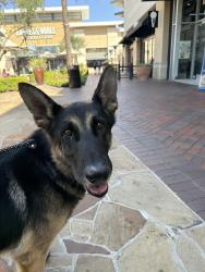 Found/Stray Male Dog last seen Sagebrush south of butterfield, Chino Hills, CA 91709