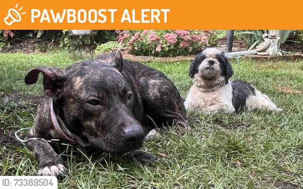 Found/Stray Unknown Dog last seen Challet Villa apmts, across form Baycourt park, Village of Clarkston, MI 48346