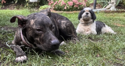 Found/Stray Unknown Dog last seen Challet Villa apmts, across form Baycourt park, Village of Clarkston, MI 48346
