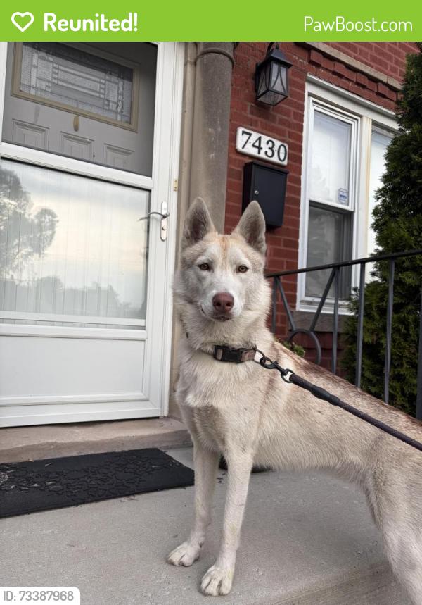 Reunited Unknown Dog last seen 74th and Bennett, Chicago, IL 60649