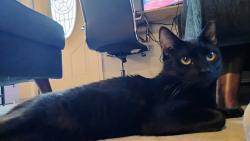 Found/Stray Male Cat last seen Found on Crest park and burning tree Ln, Garland, TX 75042