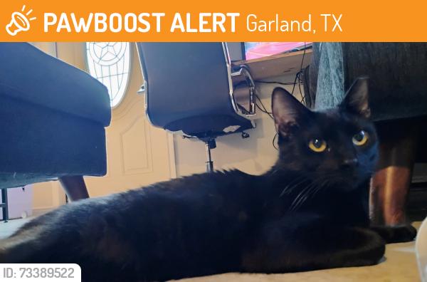 Found/Stray Male Cat last seen Found on Crest park and burning tree Ln, Garland, TX 75042