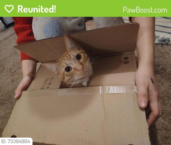 Reunited Male Cat last seen Hollywood elementary school, College Park, MD 20740