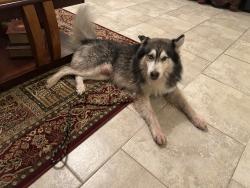 Found/Stray Male Dog last seen Marvida, Houston, TX 77433