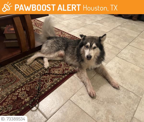 Found/Stray Male Dog last seen Marvida, Houston, TX 77433