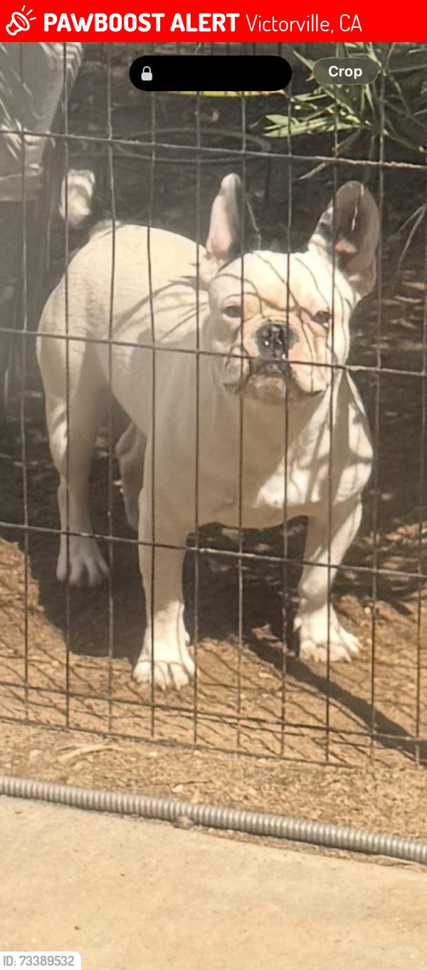 Lost Male Dog last seen Bear Valley/Salem Rd, Victorville, CA 92392