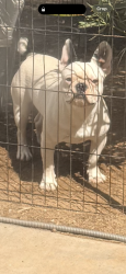 Lost Male Dog last seen Bear Valley/Salem Rd, Victorville, CA 92392