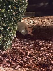 Found/Stray Female Cat last seen Found at Chick-Fil-A, Killeen, TX 76541