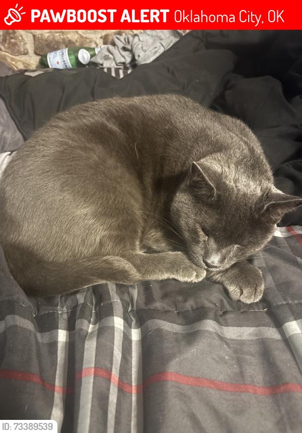 Lost Female Cat last seen 104th and sooner, Oklahoma City, OK 73165