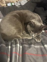 Lost Female Cat last seen 104th and sooner, Oklahoma City, OK 73165