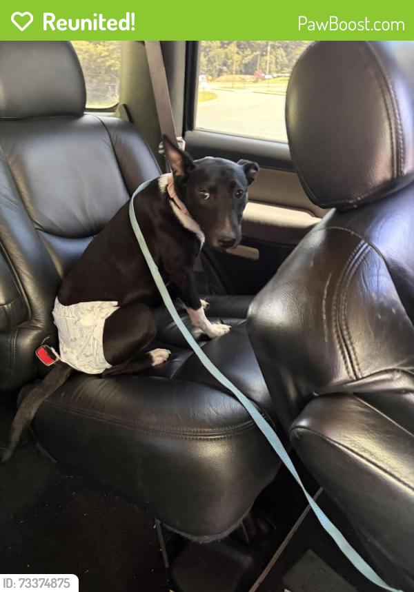 Reunited Female Dog last seen Walter j Mitchell area, La Plata, MD 20646