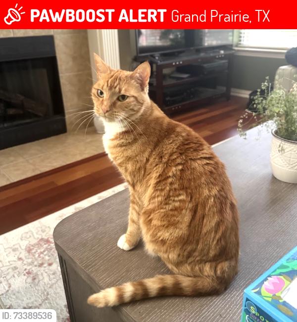 Lost Female Cat last seen Overlook Park, Grand Prairie, TX 75054