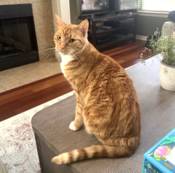 Lost Female Cat last seen Overlook Park, Grand Prairie, TX 75054