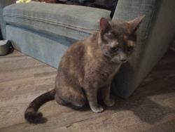 Found/Stray Female Cat last seen The apmts behind the sonic, Ringgold, GA 30736