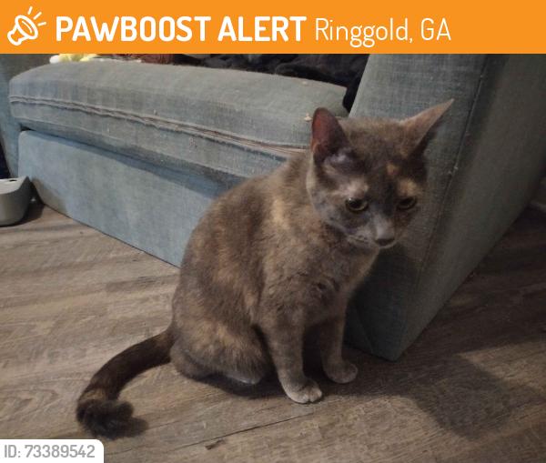 Found/Stray Female Cat last seen The apmts behind the sonic, Ringgold, GA 30736