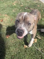 Found/Stray Male Dog last seen S Emerson Ave and Burgess, Indianapolis, IN 46219