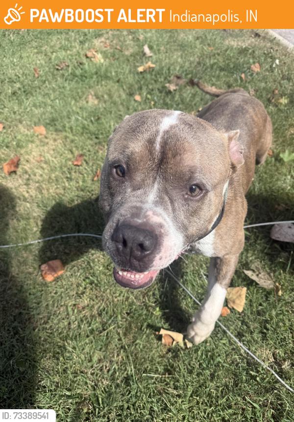 Found/Stray Male Dog last seen S Emerson Ave and Burgess, Indianapolis, IN 46219