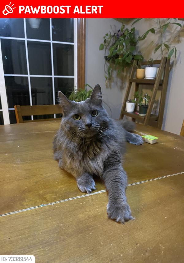 Lost Female Cat last seen Upper lakeview dr (richards tree inn rd), Middle Smithfield Township, PA 18302