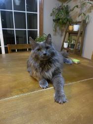 Lost Female Cat last seen Upper lakeview dr (richards tree inn rd), Middle Smithfield Township, PA 18302