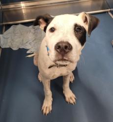 Shelter Stray Male Dog last seen Near BLOCK FAIRCREST ST, DETROIT, MI 48205, 7401 Chrysler Dr, Detroit, MI 48211, USA