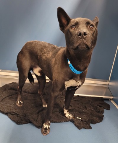 Shelter Stray Male Dog last seen Near BLOCK ARDMORE ST, DETROIT MI 48235, 7401 Chrysler Dr, Detroit, MI 48211, USA
