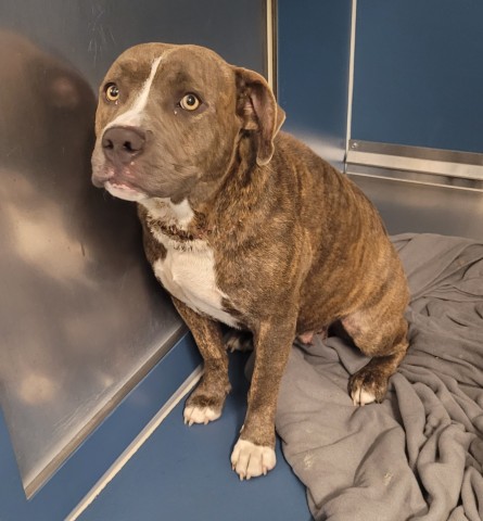 Shelter Stray Female Dog last seen Near BLOCK EVERGREEN RD, DETROIT, MI 48228, 7401 Chrysler Dr, Detroit, MI 48211, USA