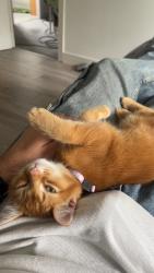 Lost Male Cat last seen Whitestone Nuneaton, Warwickshire, England CV11 6LY