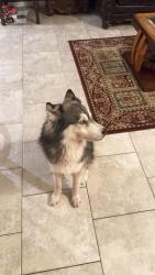 Found/Stray Male Dog last seen Longenbaugh and Fry, Houston, TX 77095