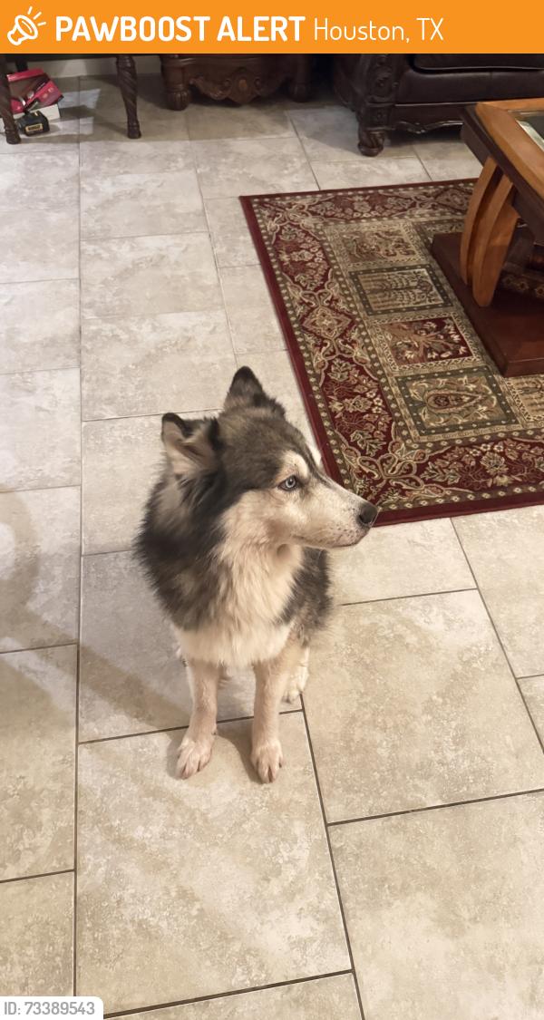 Found/Stray Male Dog last seen Longenbaugh and Fry, Houston, TX 77095