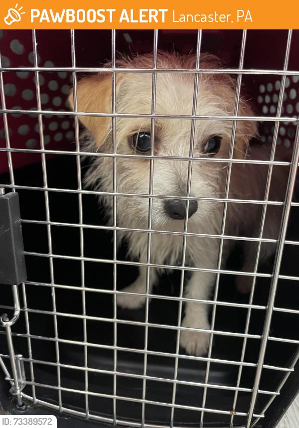 Found/Stray Male Dog last seen South Duke Street x Chesapeake St Lanc, Lancaster, PA 17604