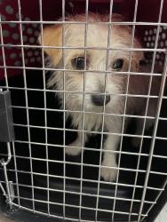 Found/Stray Male Dog last seen South Duke Street x Chesapeake St Lanc, Lancaster, PA 17604