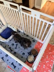 Found/Stray Male Dog last seen Moore Road, Graham, NC 27253